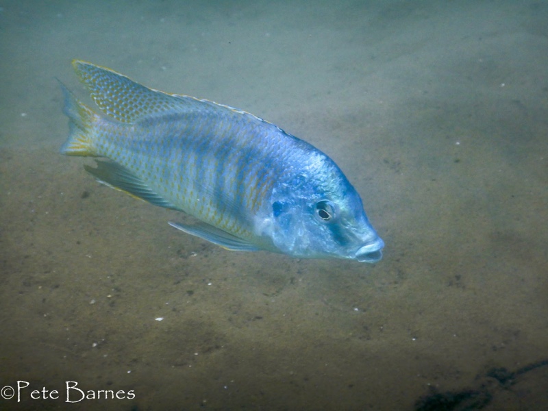 Mylochromis sphaerodon 'Namalenje Island'